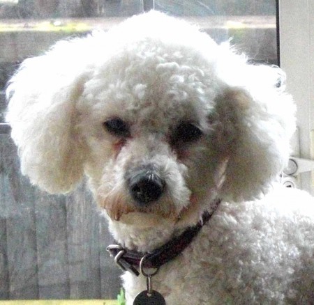 ELT Materials: Dogs and Owners