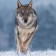 Woman and Wolf - hancockmcdonald.com/materials/woman-and-wolf