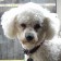 ELT Materials: Dogs and Owners