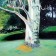 The Life of a Tree - hancockmcdonald.com/node/150/edit