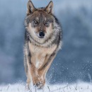 Woman and Wolf - hancockmcdonald.com/materials/woman-and-wolf