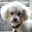 ELT Materials: Dogs and Owners